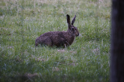Feldhasen sind öfter zu Besuch