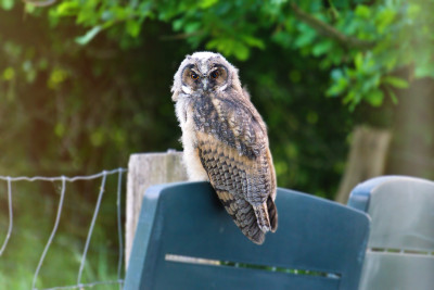 Auch Eulen lassen sich mal blicken