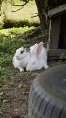 Piet &amp; Schneewittchen