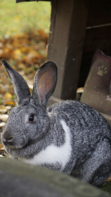 Judy, ein ehemaliges Laborkaninchen