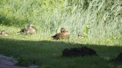 Unsere ausgewilderten Enten besuchen wir