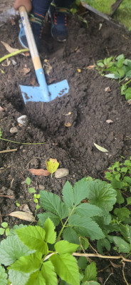 Kartoffeln ernten