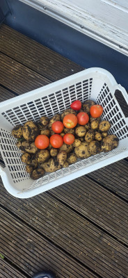 Kartoffeln &amp; Tomaten haben wir geerntet